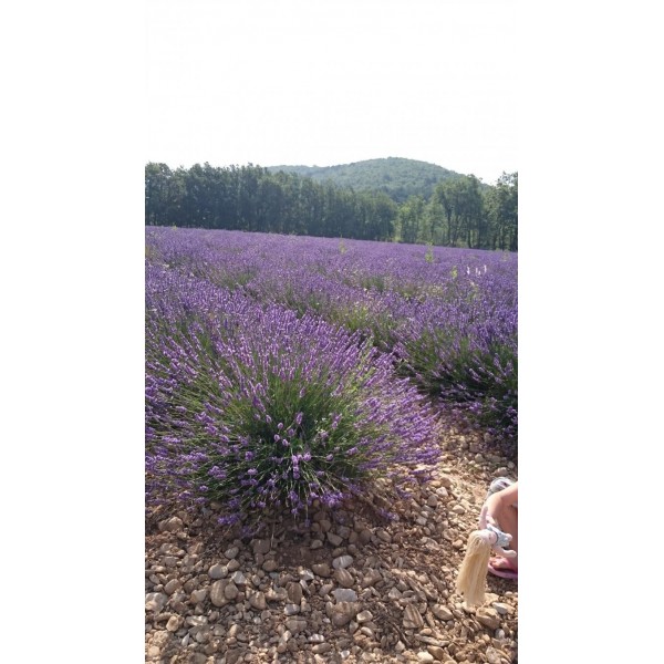 Лавандин (Lavandula x intermedia)