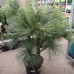 Сосна джеффри Йоппи (Pinus jeffreyi Joppi) C5