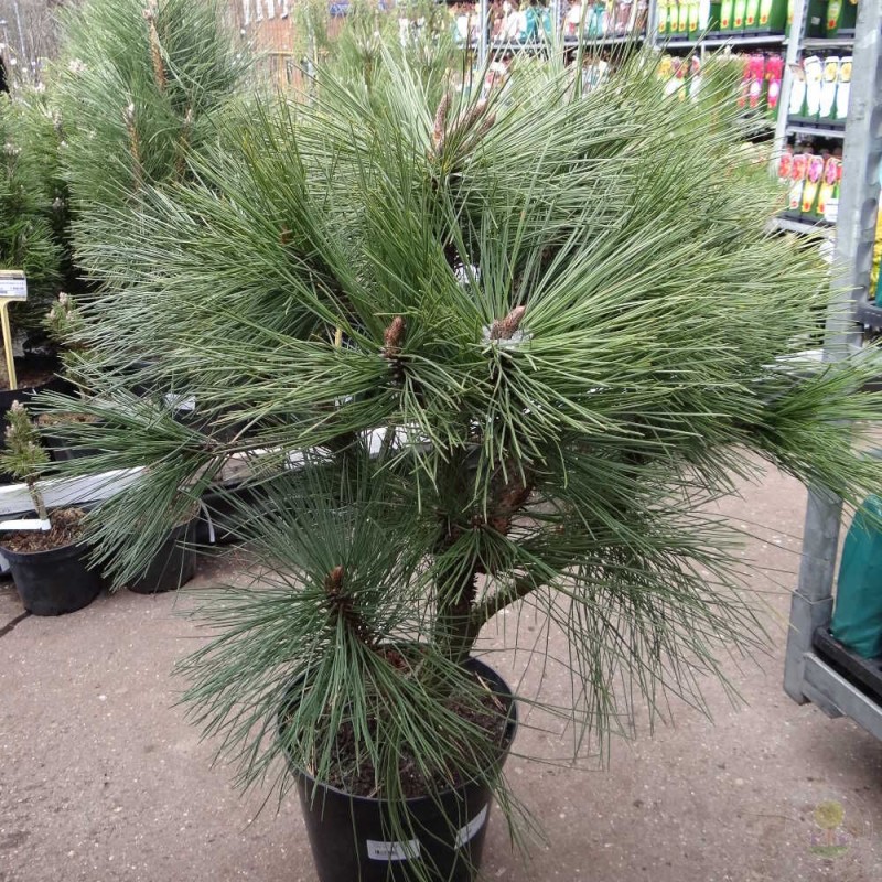 Сосна джеффри Йоппи (Pinus jeffreyi Joppi) C5 Сосна джеффри Йоппи (Pinus jeffreyi Joppi) C5