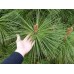 Сосна джеффри Йоппи   (Pinus jeffreyi Joppi) C5