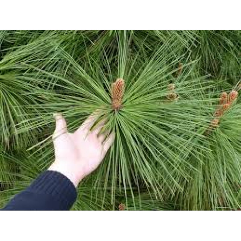 Сосна джеффри Йоппи   (Pinus jeffreyi Joppi) C5