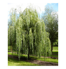 Ива белая (salix alba) C5