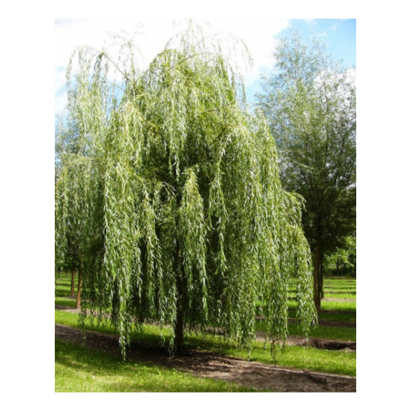 Ива белая (salix alba) C5