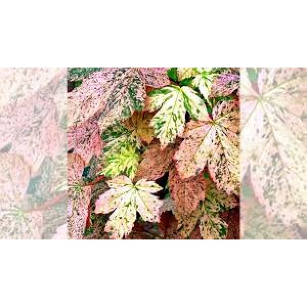 Клён ложноплатановый Еск Сансет C7.5