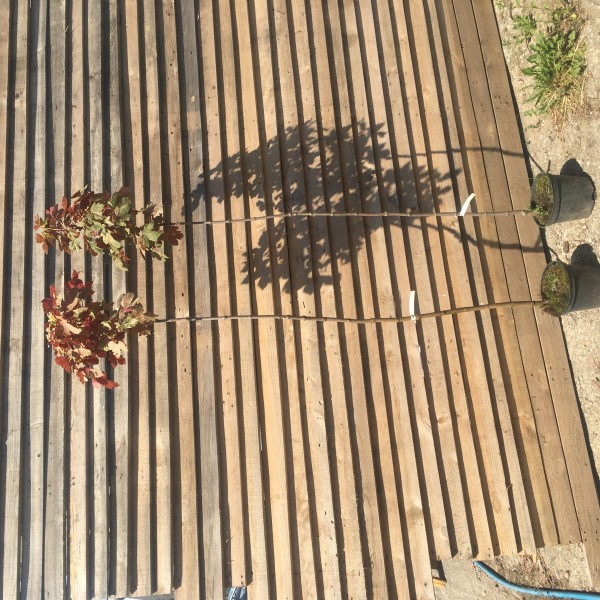 Клён ложноплатановый Еск Сансет C7.5