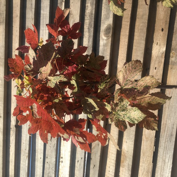 Клён ложноплатановый Еск Сансет C7.5