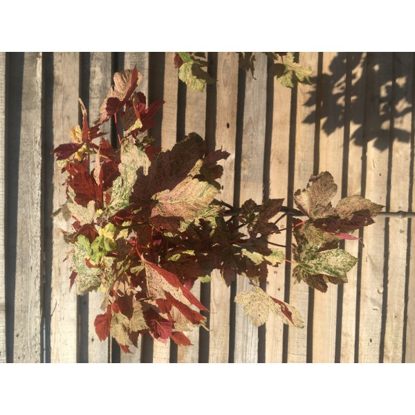 Клён ложноплатановый Еск Сансет C7.5