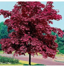 Клен остролистный Кримсон Сентри "Crimson Sentry" С7,5