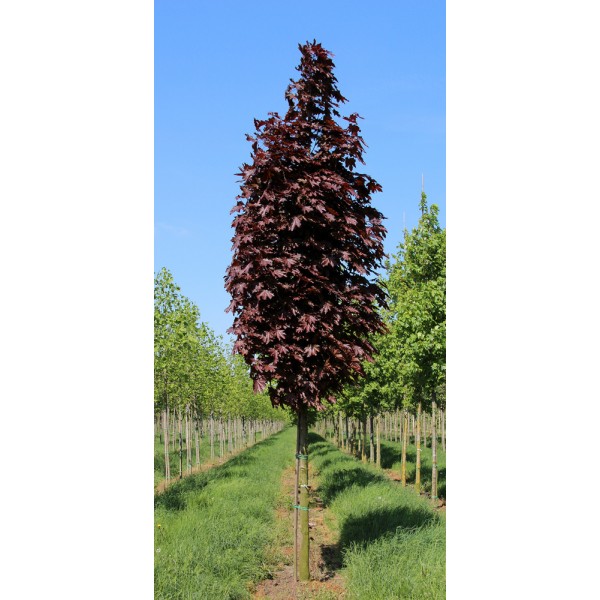 Клен остролистный Кримсон Сентри "Crimson Sentry" С7,5