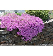 Флокс шиловидный (Phlox subulata) С2