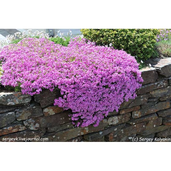 Флокс шиловидный (Phlox subulata) С2