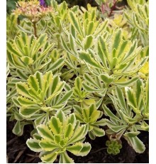 Очиток (седум) Миддендорфа C2