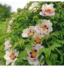 Пион древовидный C2