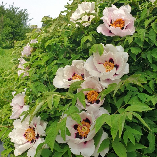 Пион древовидный C2