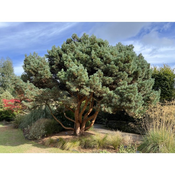 Сосна обыкновенная Шантри Блю (Pinus sylvestris Chantry Blue) С10