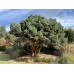 Сосна обыкновенная Шантри Блю (Pinus sylvestris Chantry Blue) С10
