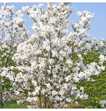 Магнолия Лебнера «Меррилл» (Magnolia loebneri 'Merrill') С3