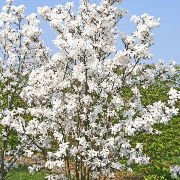 Магнолия Лебнера «Меррилл» (Magnolia loebneri 'Merrill') С3