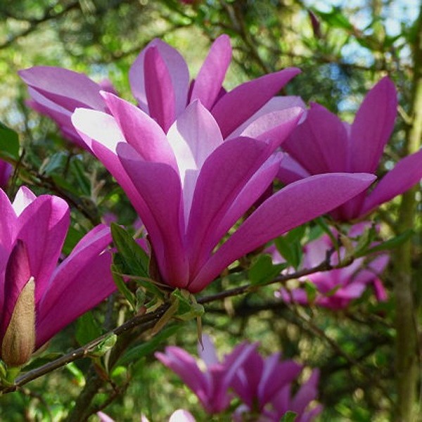 Магнолия Ренди (Magnolia 'Randy') С3