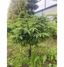 Бонсаи ель обыкновенная Максвелли (Picea glauca Maxwellii) С3