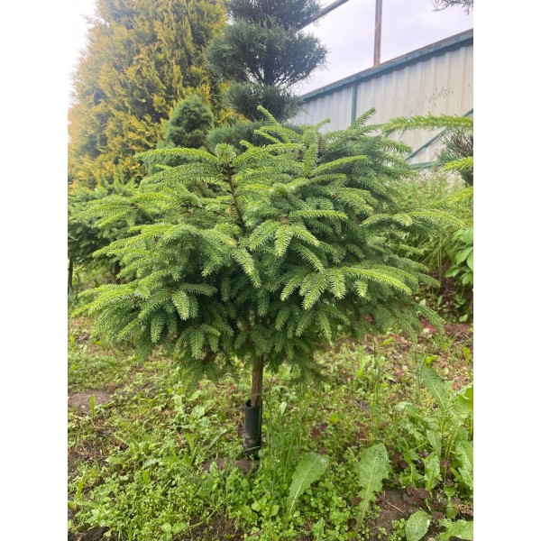 Бонсаи ель обыкновенная Максвелли (Picea glauca Maxwellii) С3