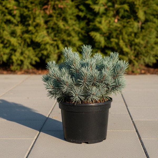 Сосна обыкновенная Шантри Блю (Pinus sylvestris Chantry Blue) С10