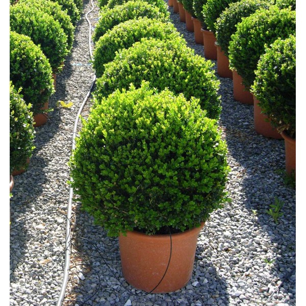 Самшит вечнозеленый (Buxus sempervirens) C15