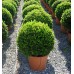 Самшит вечнозеленый (Buxus sempervirens) C15