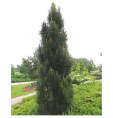 Cосна чёрная Молетте (Pinus nigra Molette) С3