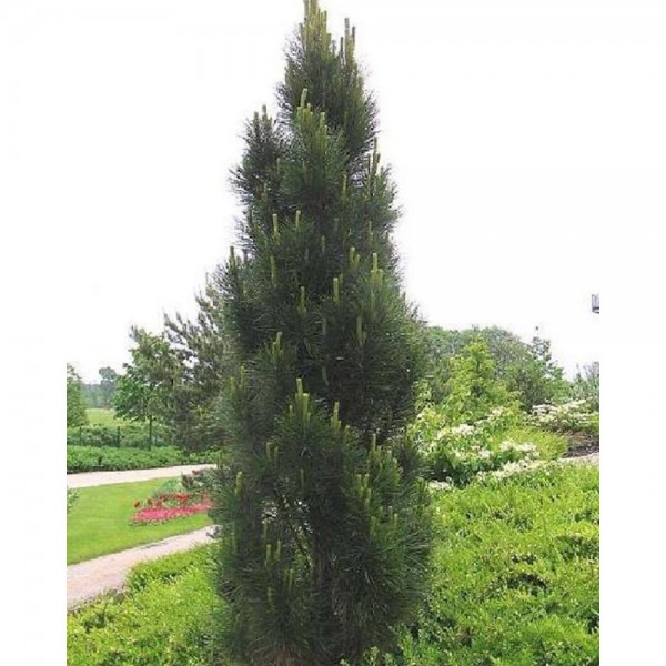 Cосна чёрная Молетте (Pinus nigra Molette) С3