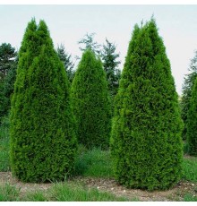 Туя западная Smaragd (Thuja occidentalis) С15 высота 100-120см.
