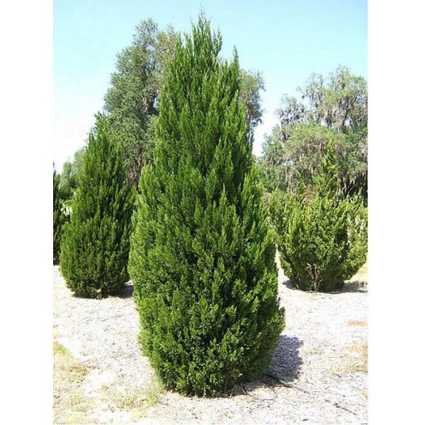 Можжевельник китайский Spartan (Juniperus chinensis) 250-300см.