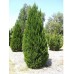 Можжевельник китайский Spartan (Juniperus chinensis) 250-300см.