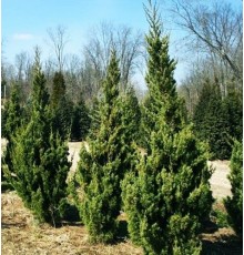 Можжевельник китайский Iowa С15