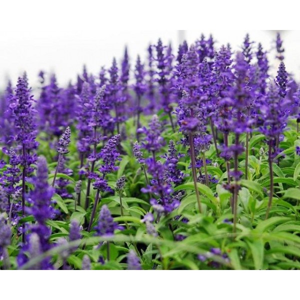 Шалфей Blauhugel С2