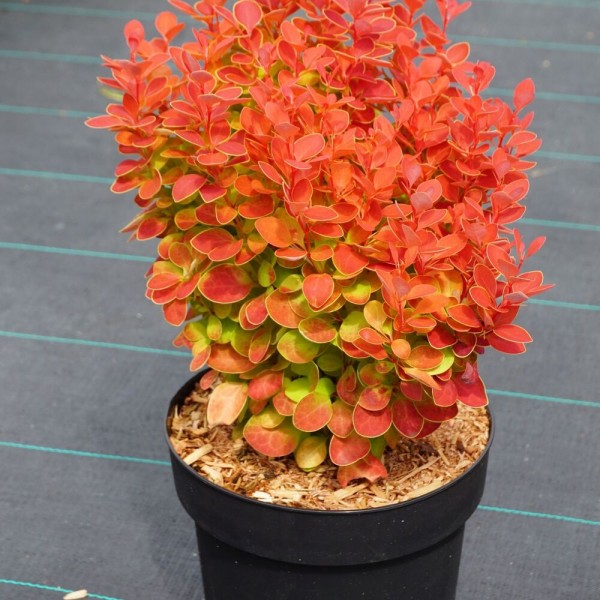 Барбарис Тунберга Orange Pillar (Berberis thunbergii) C3