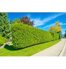 Туя западная Brabant (Thuja occidentalis) C2 высота 60-80см.