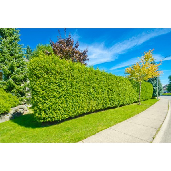 Туя западная Brabant (Thuja occidentalis) C2