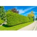 Туя западная Brabant (Thuja occidentalis) C2
