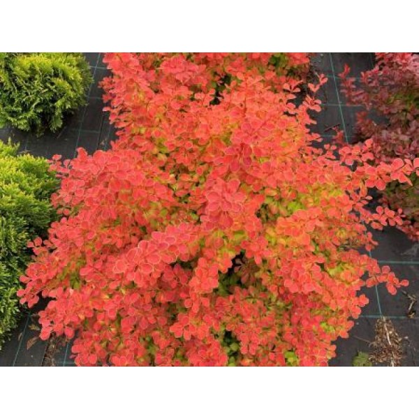 Барбарис Тунберга Desperados С3