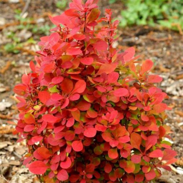 Барбарис Тунберга Desperados С3