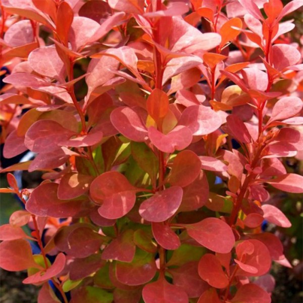 Барбарис Тунберга Desperados С3