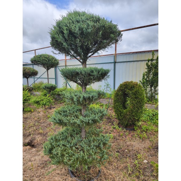 Бонсаи можжевельник скальный Skyrocket, С20