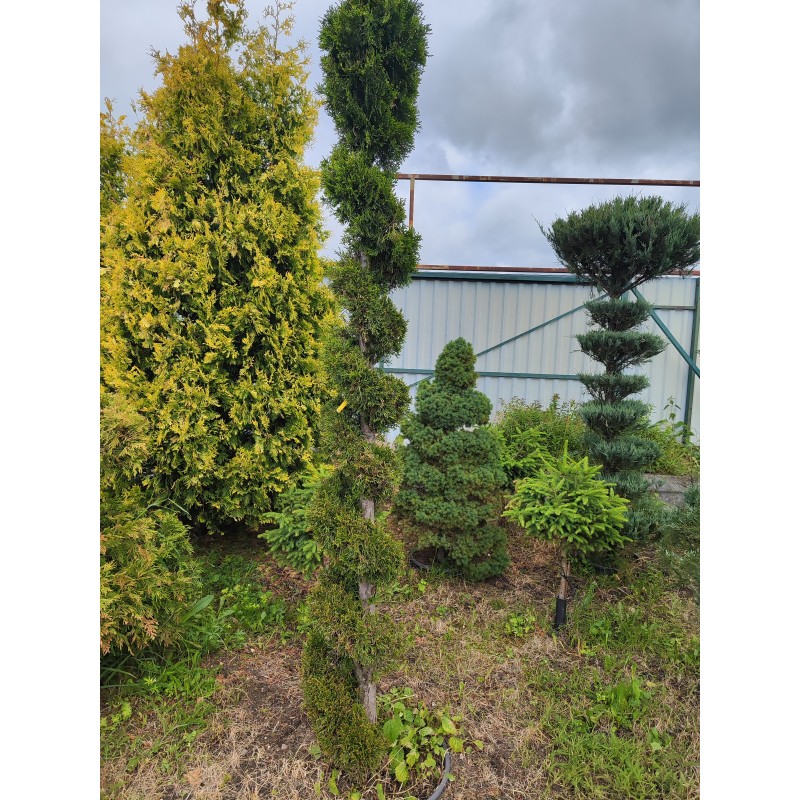 Бонсаи туя Columna спираль С10 Бонсаи туя Columna спираль С10