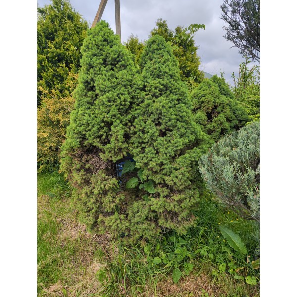  Бонсаи ель сизая Conica (Picea glauca) С25