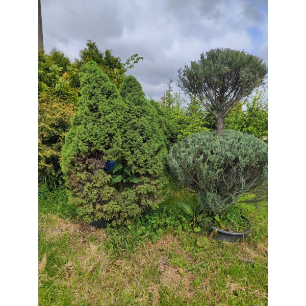  Бонсаи ель сизая Conica (Picea glauca) С25