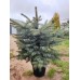 Ель голубая Kaibab (Picea pungens) С15