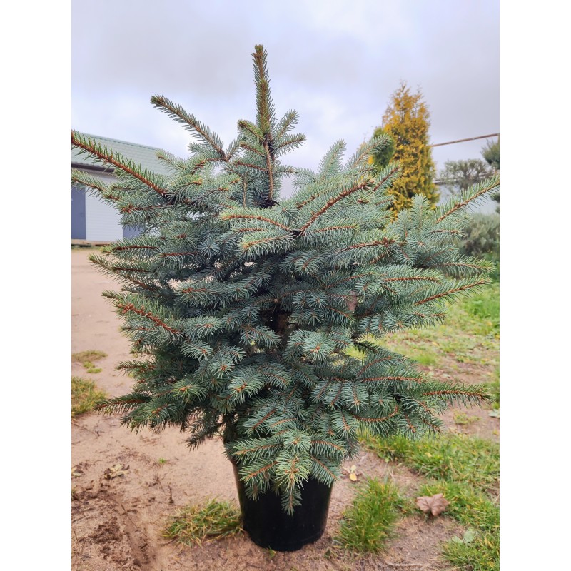 Ель голубая Kaibab (Picea pungens) С15