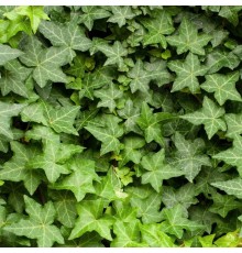 Плющ обыкновенный (Hedera helix), С2