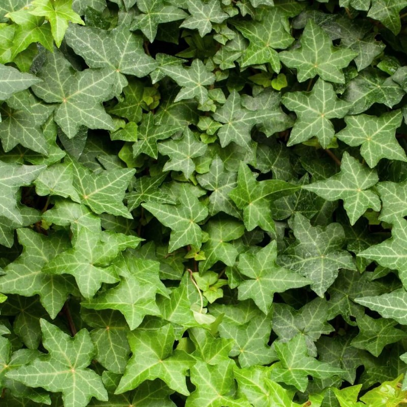 Плющ обыкновенный (Hedera helix), С2 Плющ обыкновенный (Hedera helix), С2